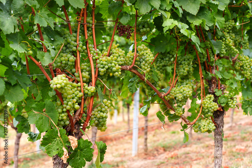White Wine Grapes Ripening on Vines in a German Vineyard in Late Summer