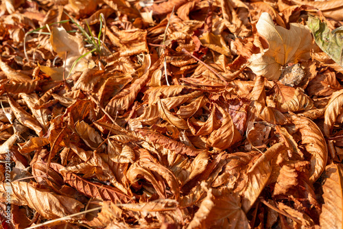 Photography Close-Up of Dry Brown Fallen Leaves on Ground in Autumn Season