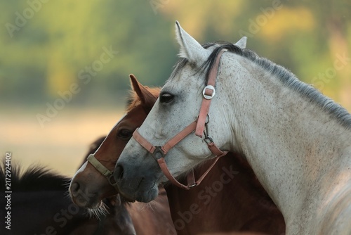 Mare in the pasture, July, Poland	