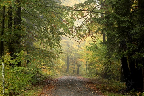 A forest path through the autumn beech forest on a foggy weather