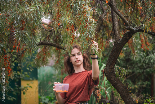 Teenager girl collecting fresh orange sea buckthorn berries from a branch into a plastic container, enjoying a healthy autumn harvest outdoors in a natural garden setting