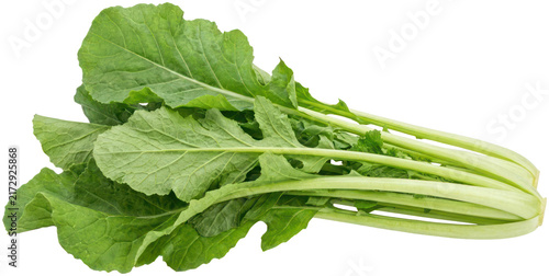 Canvastavla Bunch of fresh Komatsuna mustard spinach leaves