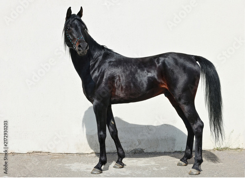 Beautiful portrait of a black arabian race  horse
