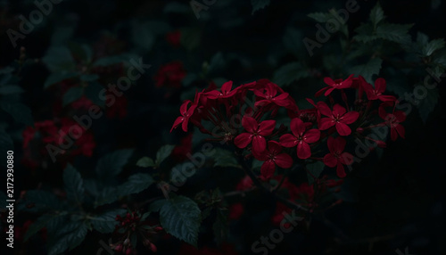 Low-light red flower petals dim green plant leaves