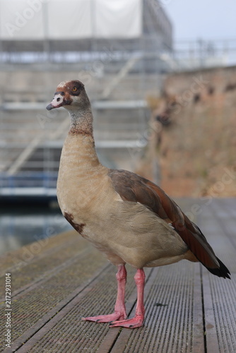 Foto Egyptian goose stands tall on an urban boardwalk by Rimini's old harbor basin, an invasive waterbird at ease in the city
