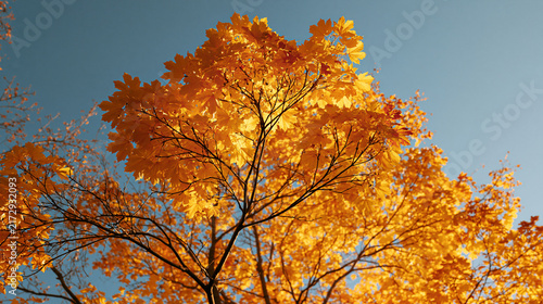 A Beautiful autumn