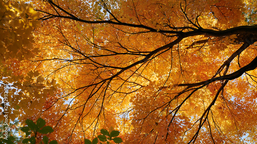 A Beautiful autumn