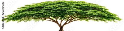 Lush Green Tree Isolated on White Background for Nature and Environment Concepts