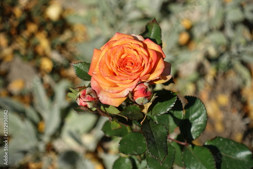 One orange flower of garden rose in October