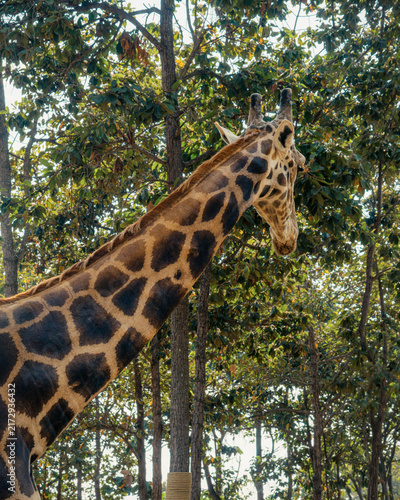 Photography A giraffe stretching its long neck upward to feed on leaves among trees in a naturalistic woodland environment