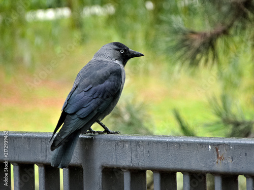 Fotografie Western jackdaw standing in a natural environment