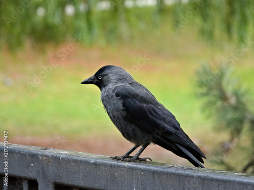 Cuadro en lienzo Jackdaw standing on metal railing with meadow and forest in background
