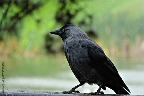Fotografía Western jackdaw standing in a natural environment
