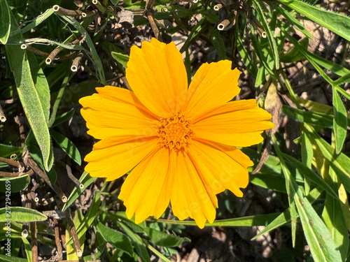 Plakat Coreopsis auriculata