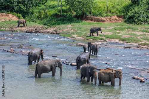 Canvas Print Elephants from the Pinnawala Elephant Orphanage bathe in the Maha Oya River at Pinnawala in Sri Lanka