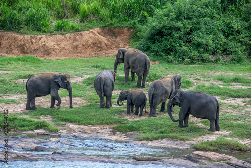 Fotografía Elephants from the Pinnawala Elephant Orphanage stand on the far bank of the Maha Oya River at Pinnawala in Sri Lanka