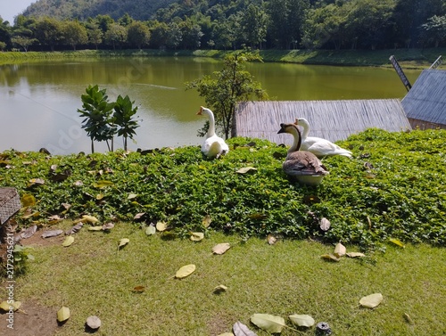 Photography ducks on the lake