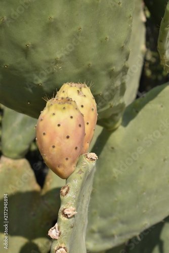 Fotografie Close-up of a prickly pear cactus with ripe orange fruits on a bright sunny day