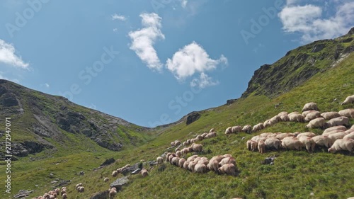 Sheep Grazing Below Jagged Carpathian Ridge