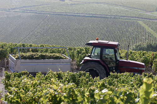 Chablis, vendanges, bourgogne 