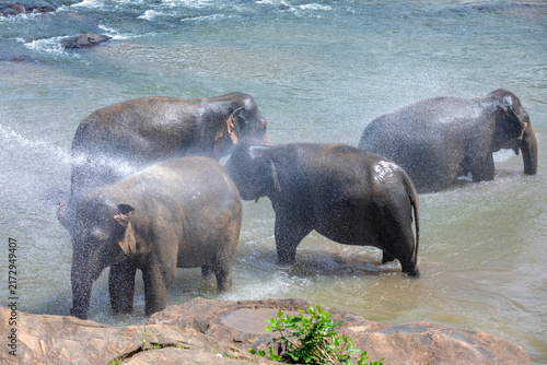 Fotografía Elephants from the Pinnawala Elephant Orphanage being sprayed with water whilst bathing in the Maha Oya River at Pinnawala in Sri Lanka