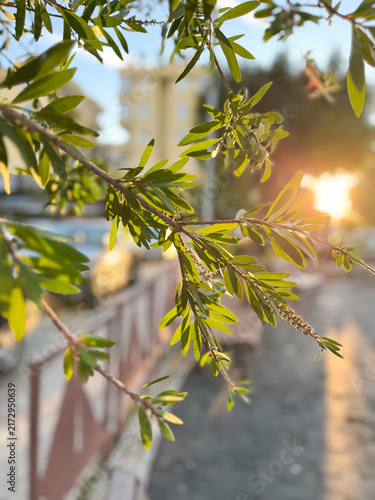 Close-up of green melaleuca tree branches with thin leaves illuminated by warm sunset light on a blurred city street background