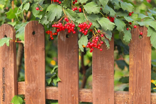 Cuadro en lienzo Summer background, bright red viburnum fruits hanging over a wooden fence
