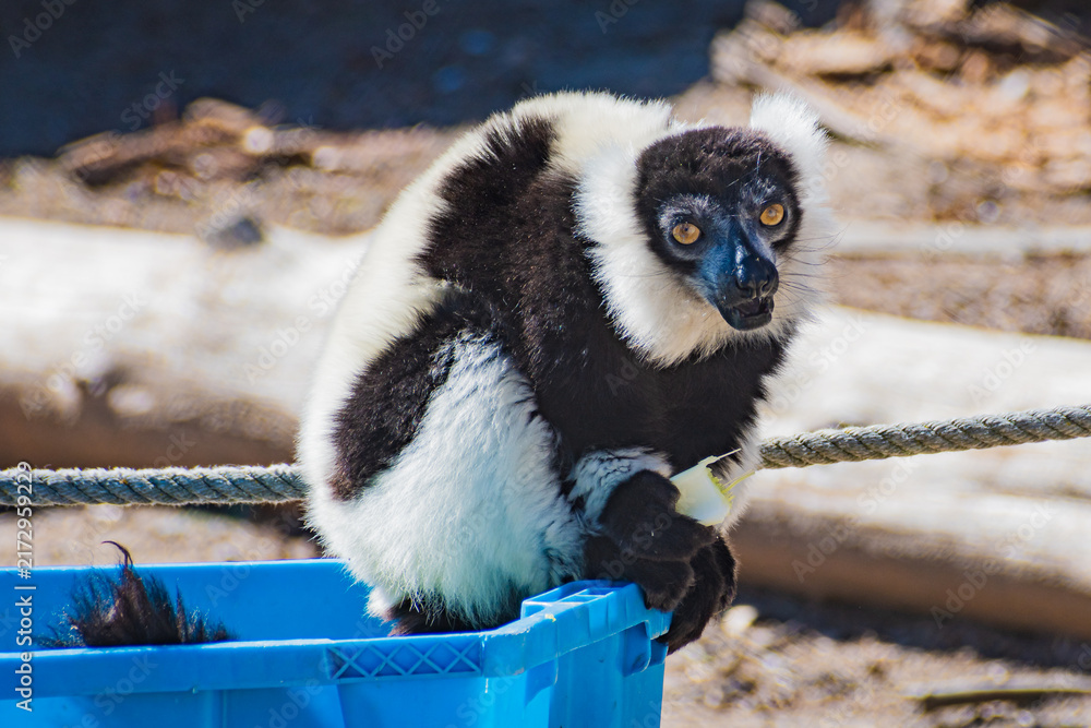 Obraz premium black-and-white ruffed lemur (Varecia variegata)