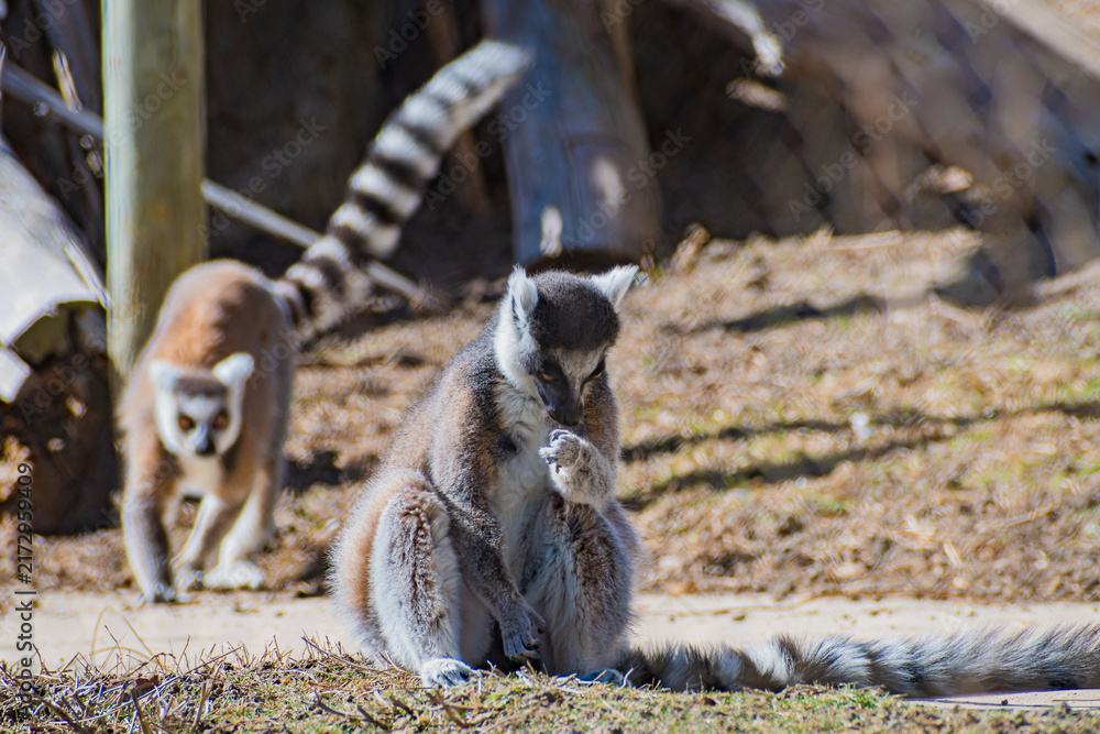 Fototapeta premium ring-tailed lemur (Lemur catta)