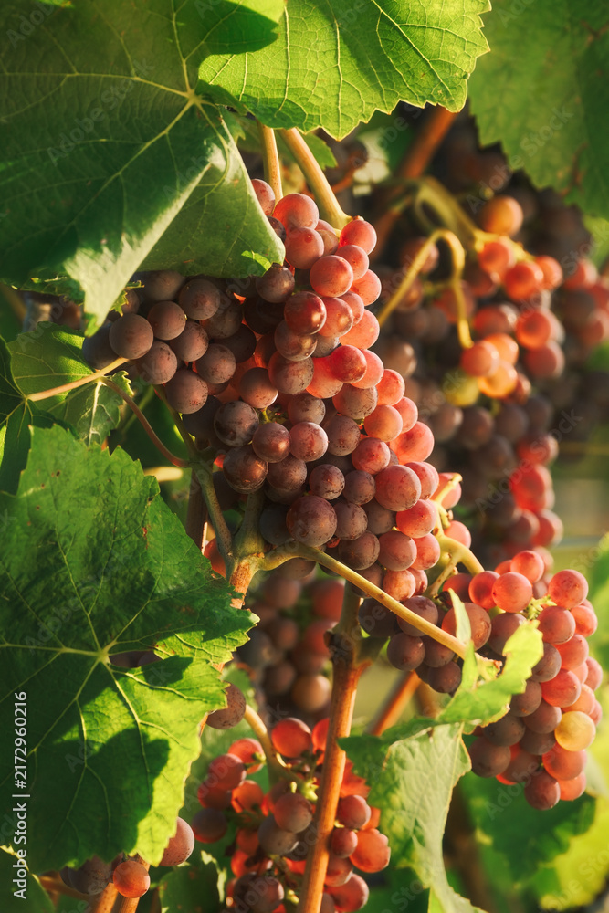 Fototapeta premium Grape vine with ripe red grapes ready to be harvested and green leaves, warmly illuminated by the gentle sunlight 