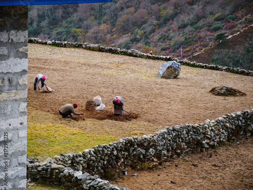 Bild auf Leinwand Local farmers working in a terraced stone wall field in the Himalayas of Nepal
