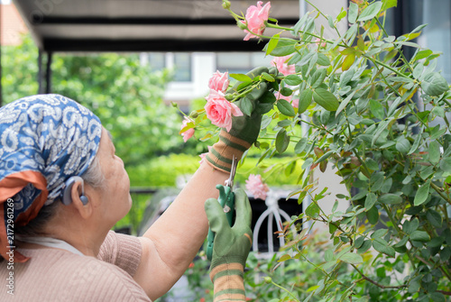 Fotografie An elderly Asian woman wearing protective glaves reaches up to trim high branche
