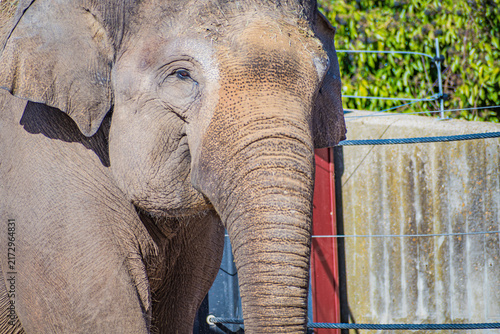 Obraz na płótnie Asian elephant 