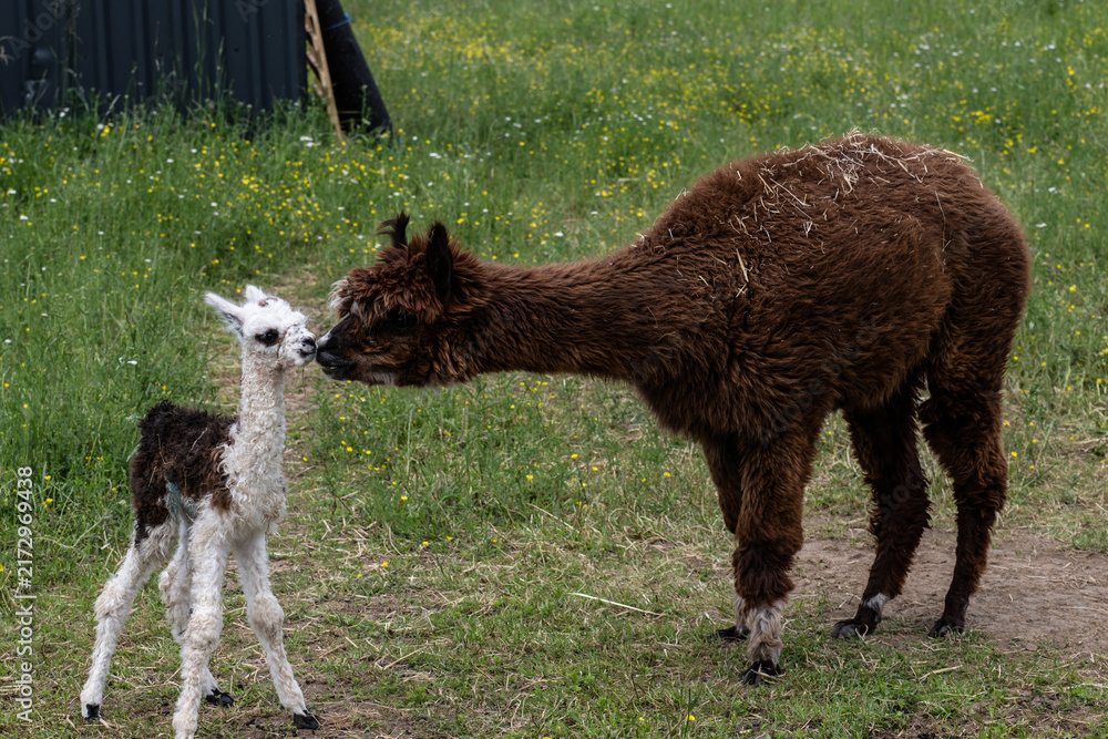 Naklejka premium alpaka tier natur lama familie