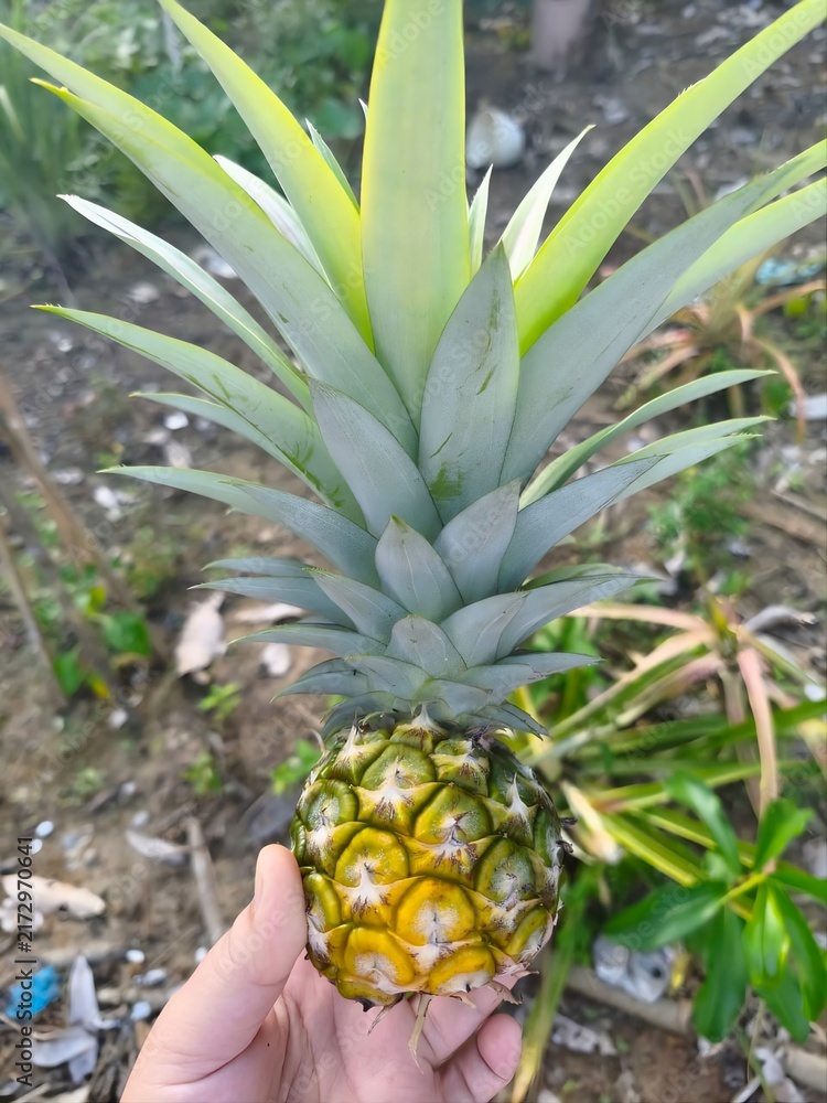 Fototapeta premium A small pineapple fruit held by a hand. 