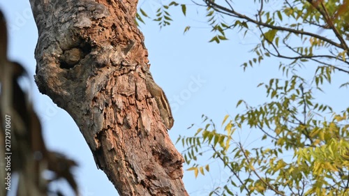 Indian palm squirrel climbing down tree trunk outdoors. Indian palm squirrel clinging headfirst to a thick, textured, brownish tree trunk with rough, peeling bark. Clear blue sky fills the background 