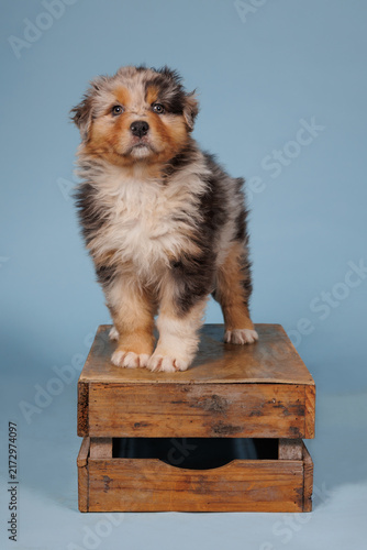 Australian shepherd puppy standing on a wooden crate