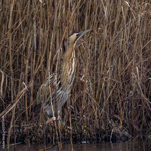 Obraz na plátně Rohrdommel (Botaurus stellaris)