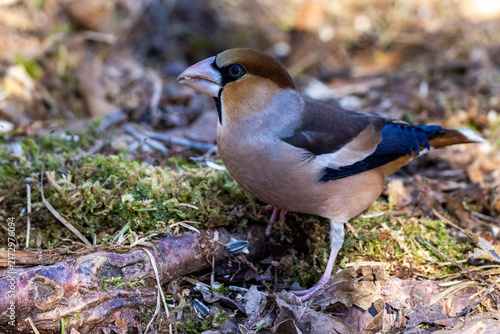 Foto Kernbeißer (Coccothraustes coccothraustes)