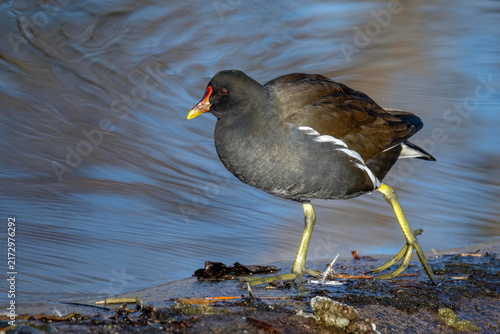 Fotografía Teichhuhn (Gallinula chloropus)