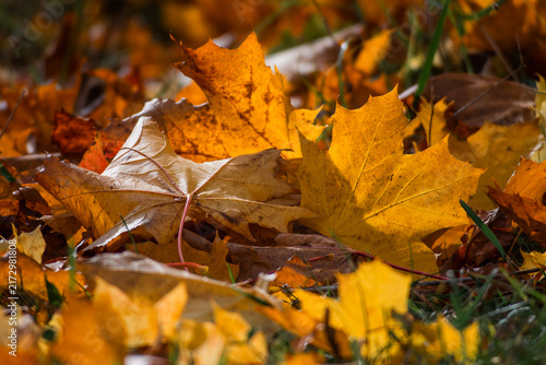 Fotografie Golden maple leaves on ground in warm autumn sunlight

Description:
Close-up of golden and orange maple leaves lying on grass in warm autumn sunlight