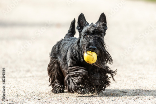 Konstfotografi Black Scottish Terrier running outdoors with a yellow apple in its mouth