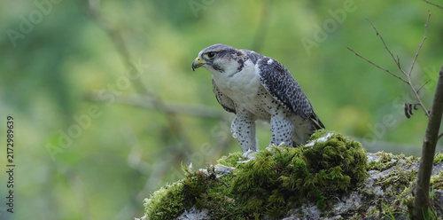 Bild auf Leinwand Peregrine Falcon alert on mossy rock against green woodland