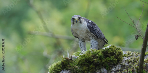 Canvastavla Peregrine Falcon perched on moss-covered log, woodland