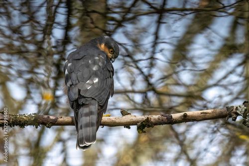 Принти на полотні Sperber (Accipiter nisus)