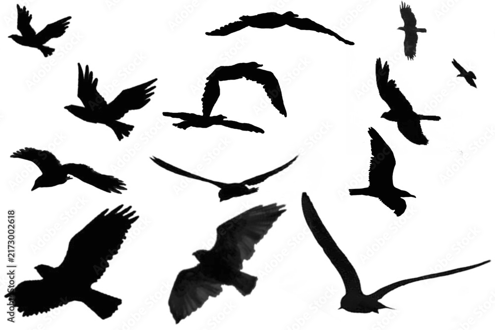 Obraz premium Black bird silhouettes in flight, flying flock of crows and ravens, dark avian shapes isolated on white background for graphic design