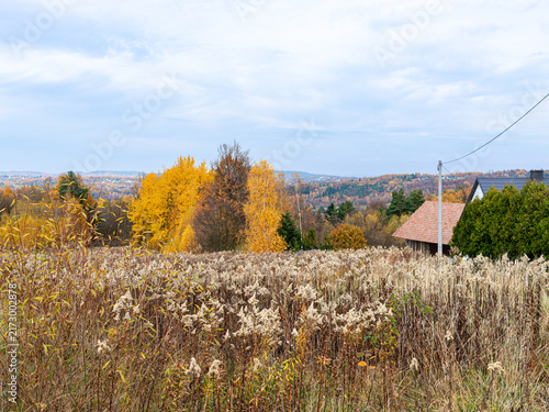 Canvastavla Tall dried meadow vegetation fills the foreground while golden silver birch trees, Betula pendula, and traditional rural houses appear across rolling autumn countryside