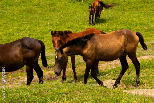 A herd of horses roaming freely through the spectacular mountain landscapes of Tusheti