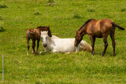 A herd of horses roaming freely through the spectacular mountain landscapes of Tusheti