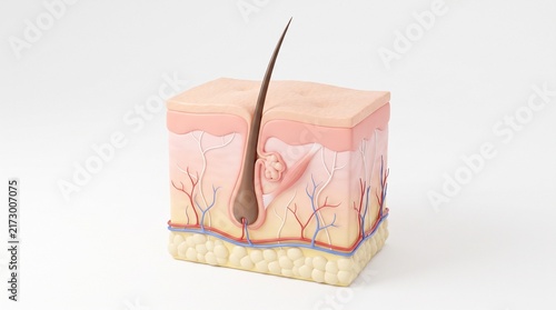 Fotografie 3D Human Skin Anatomy Cross Section with Hair Follicle, Sebaceous Gland, Blood V
